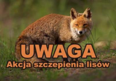 jesienna akcja szczepienia lisow